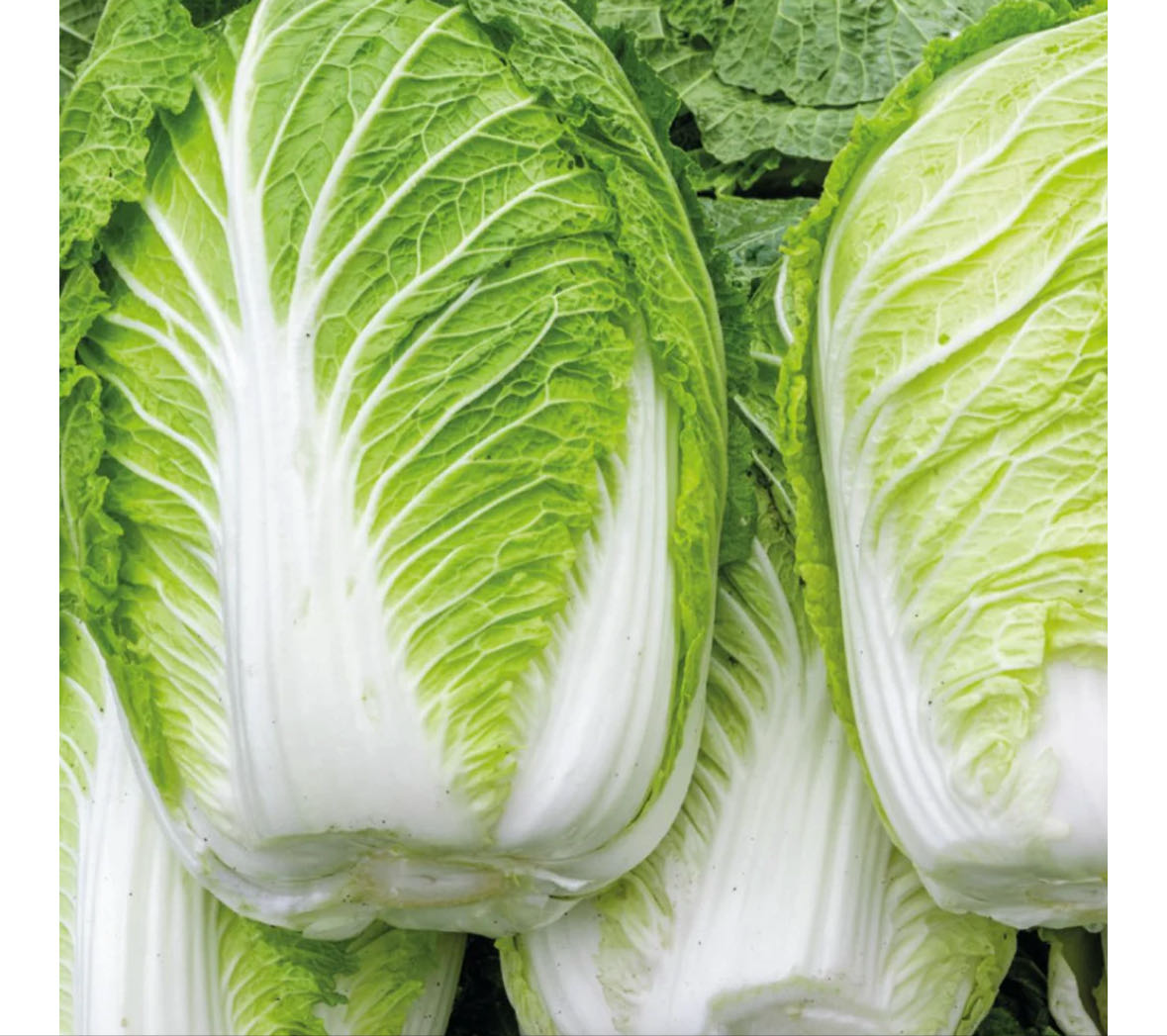 Chinese Cabbage