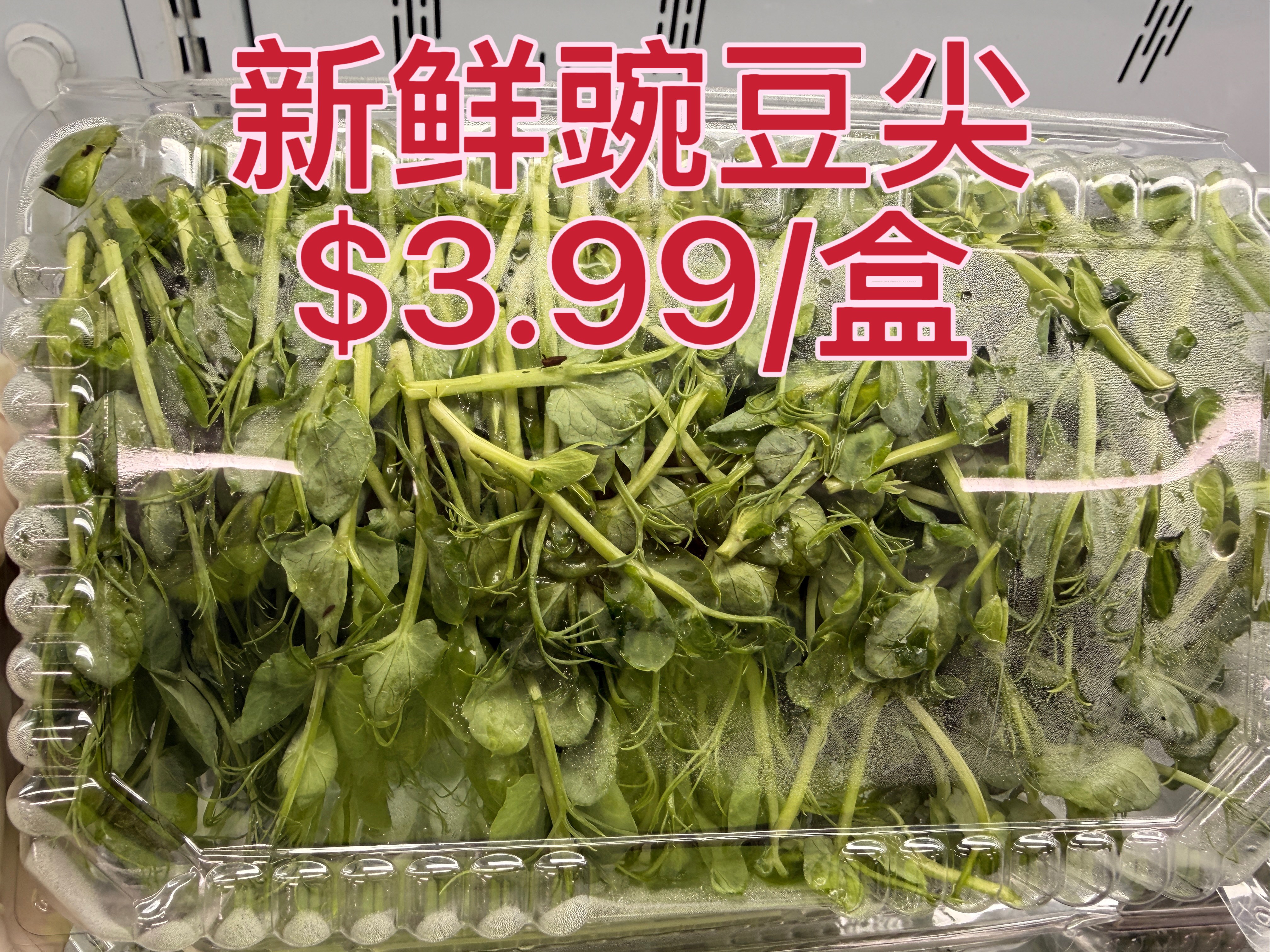 Fresh Pea Shoots