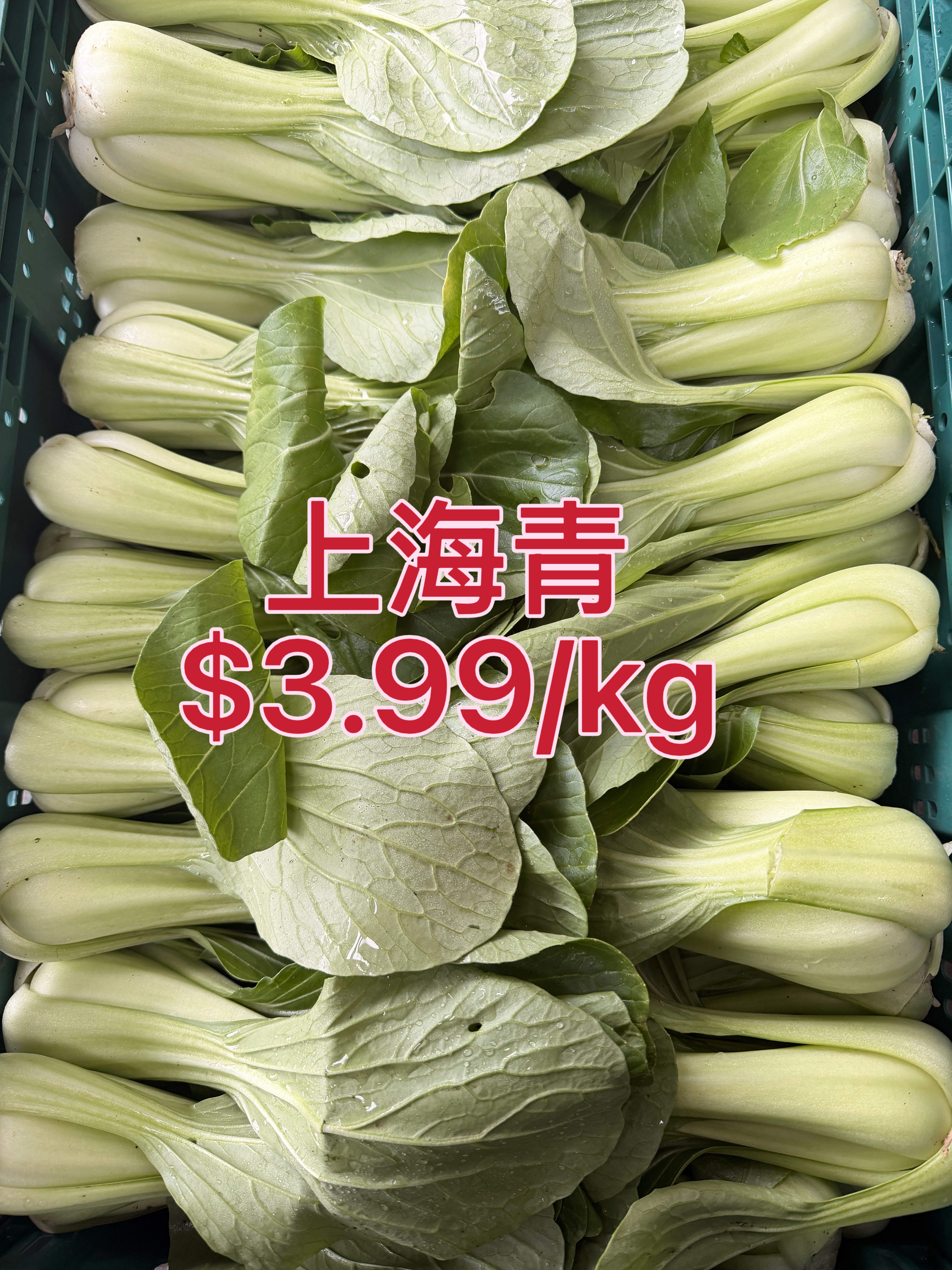 Shanghai Bok Choy